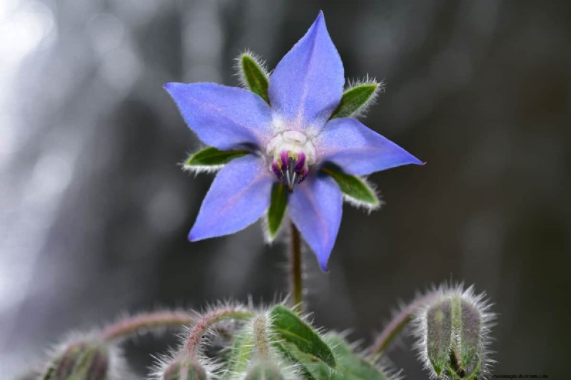 Fiori a forma di stella:11 splendide piante per il tuo giardino 