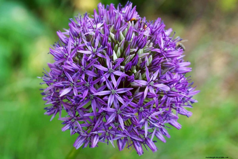 Fiori a forma di stella:11 splendide piante per il tuo giardino 