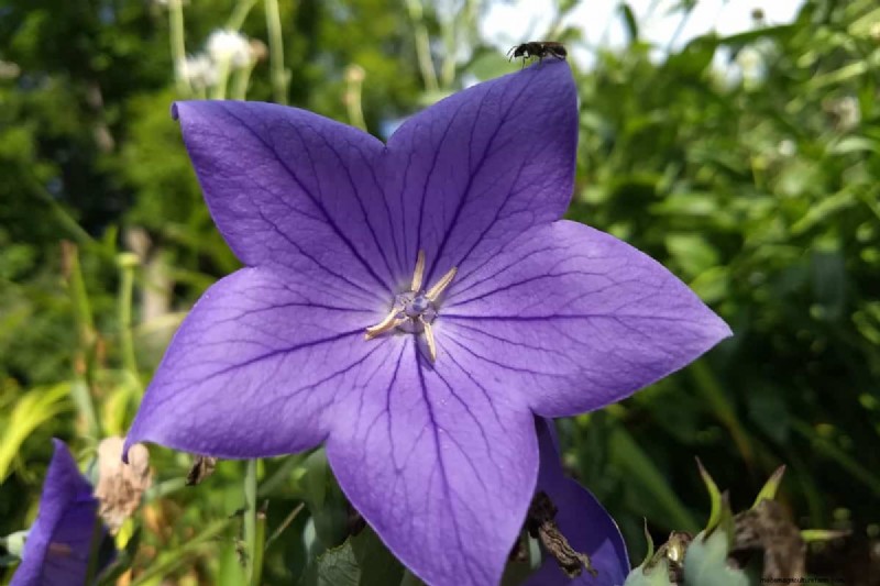 Fiori a forma di stella:11 splendide piante per il tuo giardino 