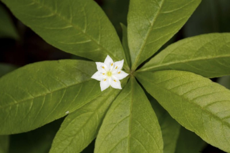 Fiori a forma di stella:11 splendide piante per il tuo giardino 