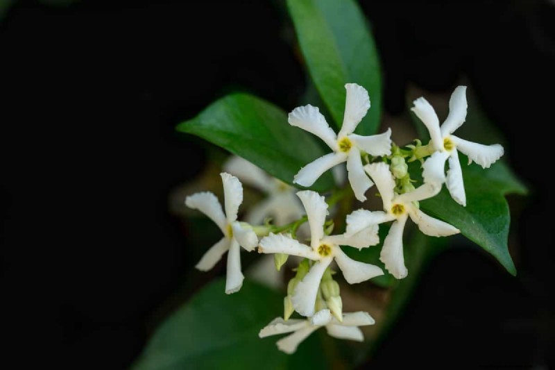 Fiori a forma di stella:11 splendide piante per il tuo giardino 