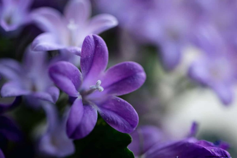 Fiori a forma di stella:11 splendide piante per il tuo giardino 