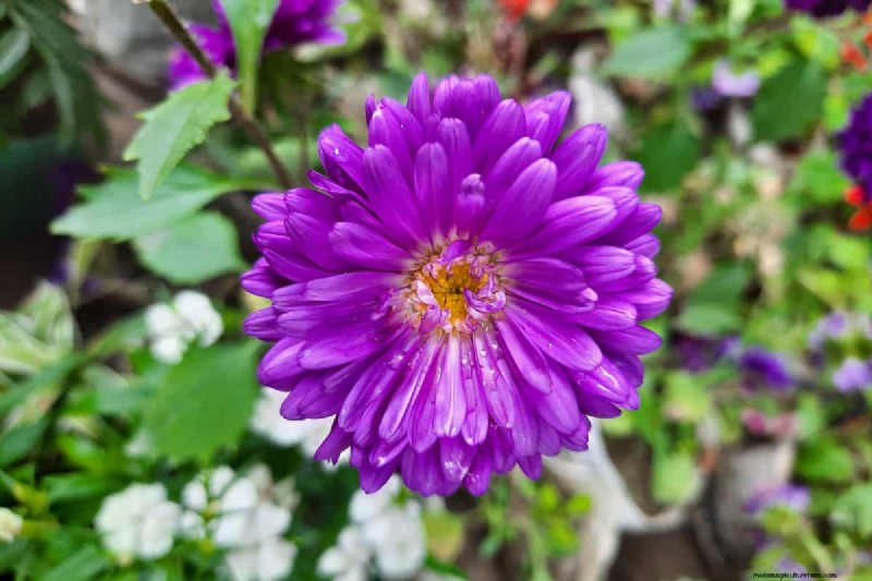 Fiori a forma di stella:11 splendide piante per il tuo giardino 