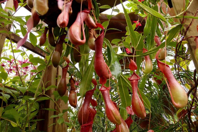 Piante carnivore:una guida completa alla coltivazione e alla cura 