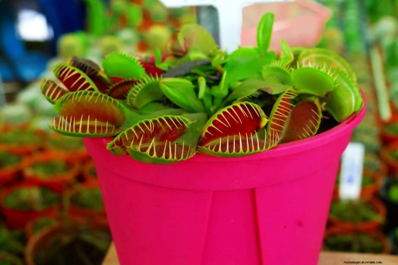 Piante carnivore:una guida completa alla coltivazione e alla cura 