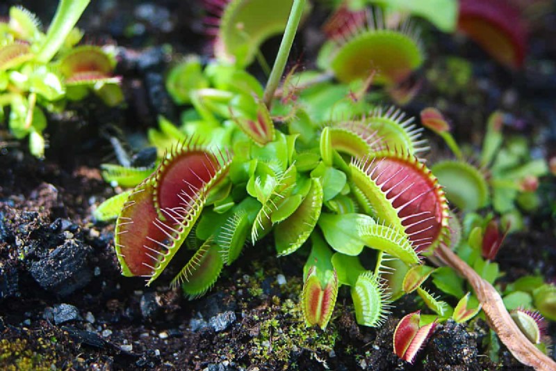 Piante carnivore:una guida completa alla coltivazione e alla cura 