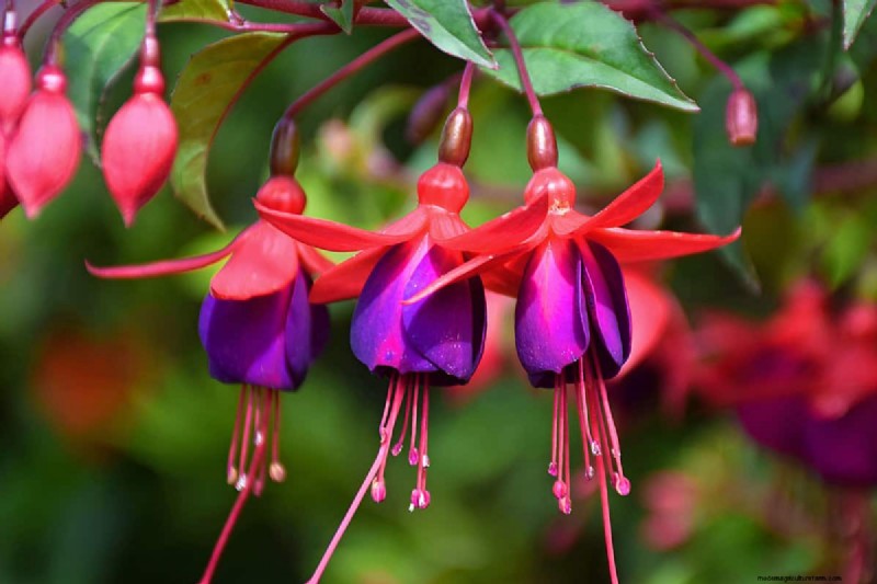 Klokvormige bloemen:een gids voor kleurrijke tuinlekkernijen 