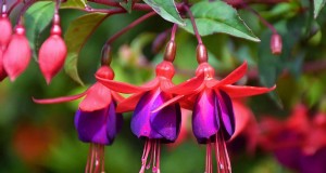 Glockenförmige Blumen:Ein Leitfaden für farbenfrohe Gartenfreuden 