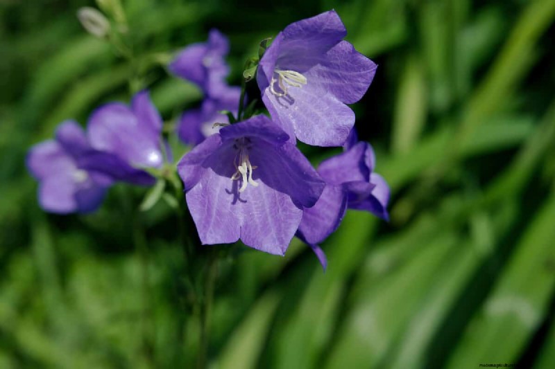 Klokvormige bloemen:een gids voor kleurrijke tuinlekkernijen 