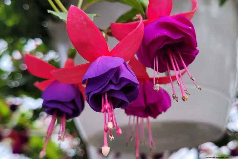 Klokvormige bloemen:een gids voor kleurrijke tuinlekkernijen 