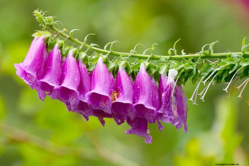 Klokvormige bloemen:een gids voor kleurrijke tuinlekkernijen 