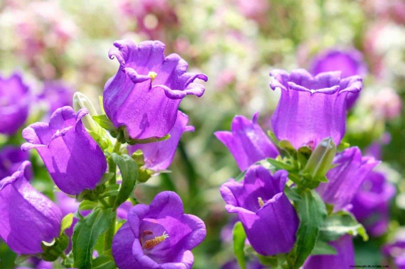 Klokvormige bloemen:een gids voor kleurrijke tuinlekkernijen 