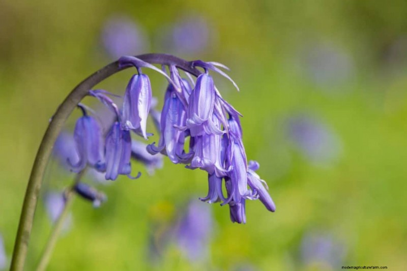 Klokvormige bloemen:een gids voor kleurrijke tuinlekkernijen 