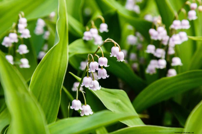 Klokvormige bloemen:een gids voor kleurrijke tuinlekkernijen 