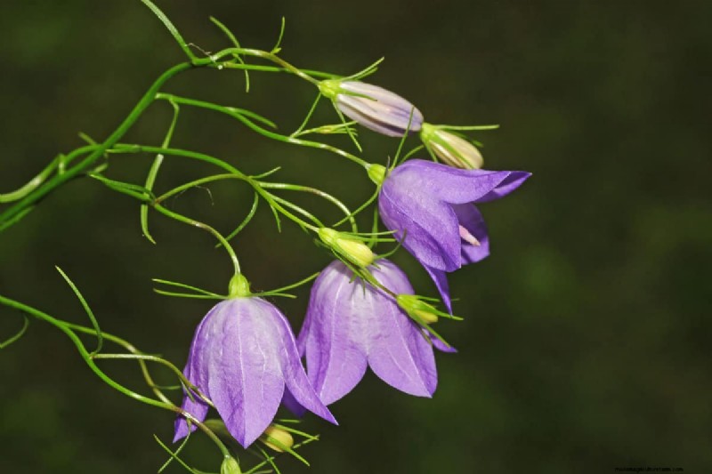 Klokvormige bloemen:een gids voor kleurrijke tuinlekkernijen 