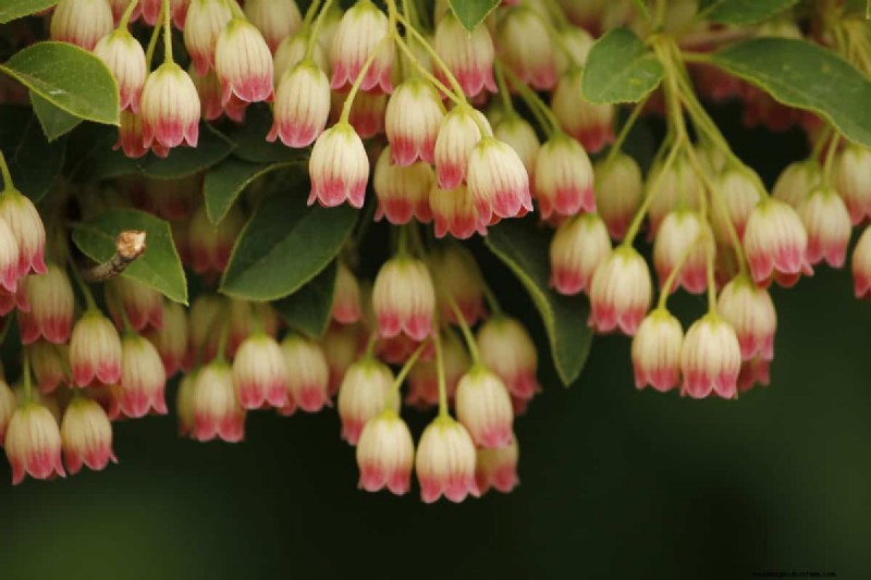 Klokvormige bloemen:een gids voor kleurrijke tuinlekkernijen 