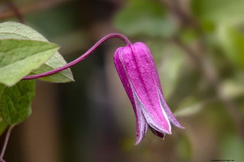 Klokvormige bloemen:een gids voor kleurrijke tuinlekkernijen 