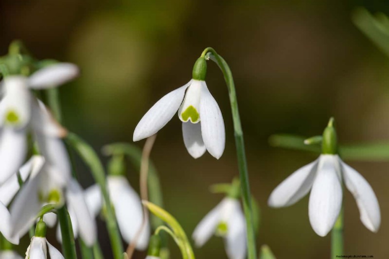 Klokvormige bloemen:een gids voor kleurrijke tuinlekkernijen 