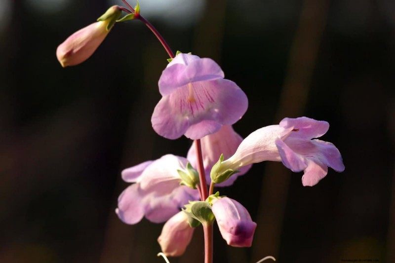 Klokvormige bloemen:een gids voor kleurrijke tuinlekkernijen 