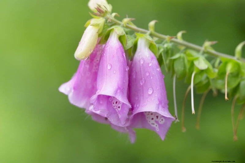 Klokvormige bloemen:een gids voor kleurrijke tuinlekkernijen 