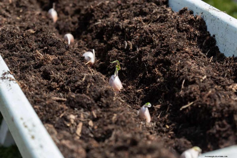 Knoflook kweken:17 tips van experts voor een overvloedige oogst 
