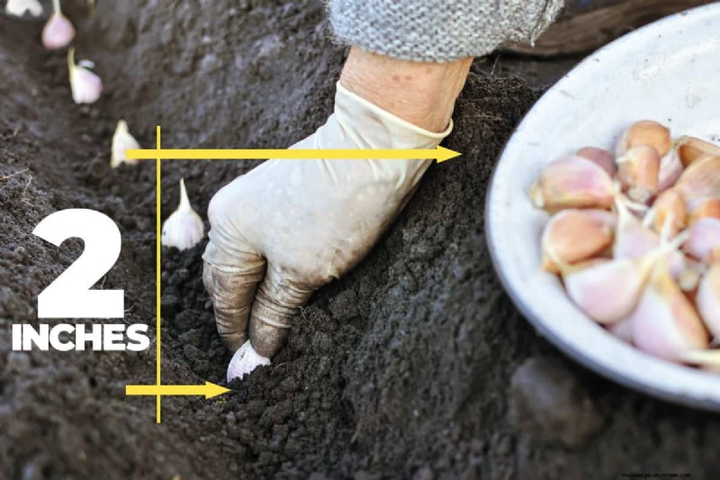 Knoflook kweken:17 tips van experts voor een overvloedige oogst 