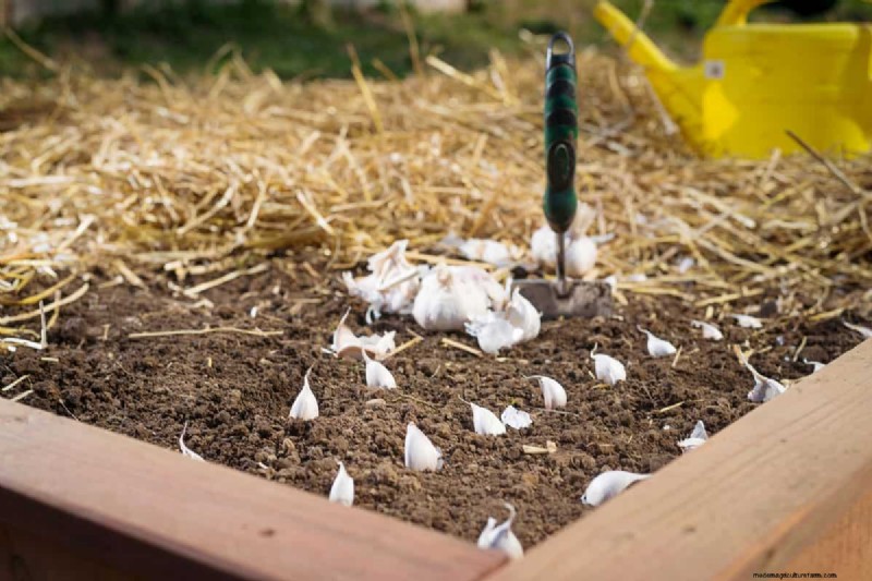 Knoflook kweken:17 tips van experts voor een overvloedige oogst 