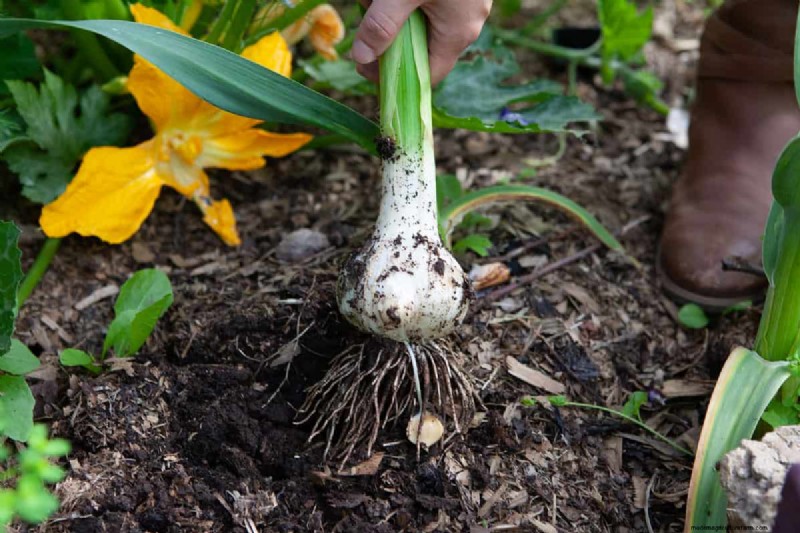 Knoflook kweken:17 tips van experts voor een overvloedige oogst 