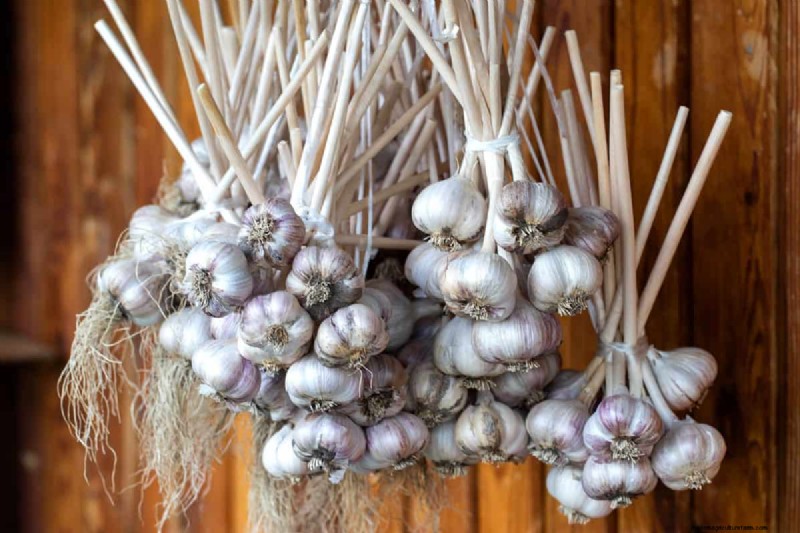 Knoflook kweken:17 tips van experts voor een overvloedige oogst 