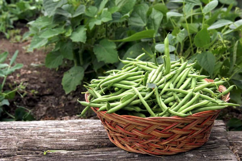 Peulvruchten:een tuinmangids voor 21 variëteiten en bodemgezondheid 