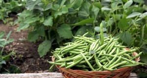 Peulvruchten:een tuinmangids voor 21 variëteiten en bodemgezondheid 