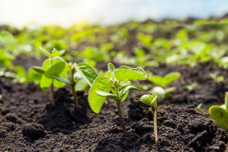 Peulvruchten:een tuinmangids voor 21 variëteiten en bodemgezondheid 
