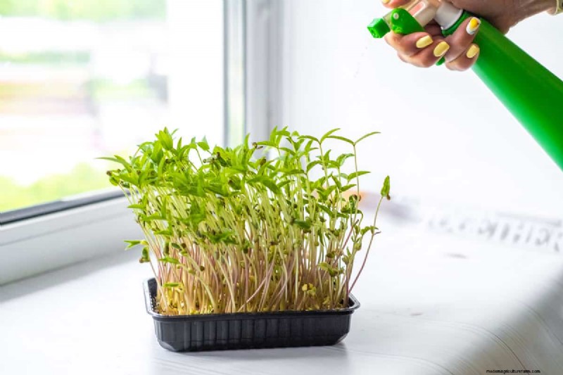 Peulvruchten:een tuinmangids voor 21 variëteiten en bodemgezondheid 