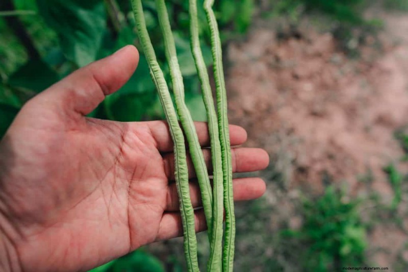 Peulvruchten:een tuinmangids voor 21 variëteiten en bodemgezondheid 