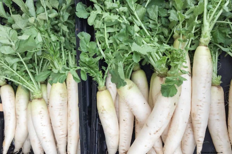 最も早く成長する野菜:早く収穫できるトップ 11 