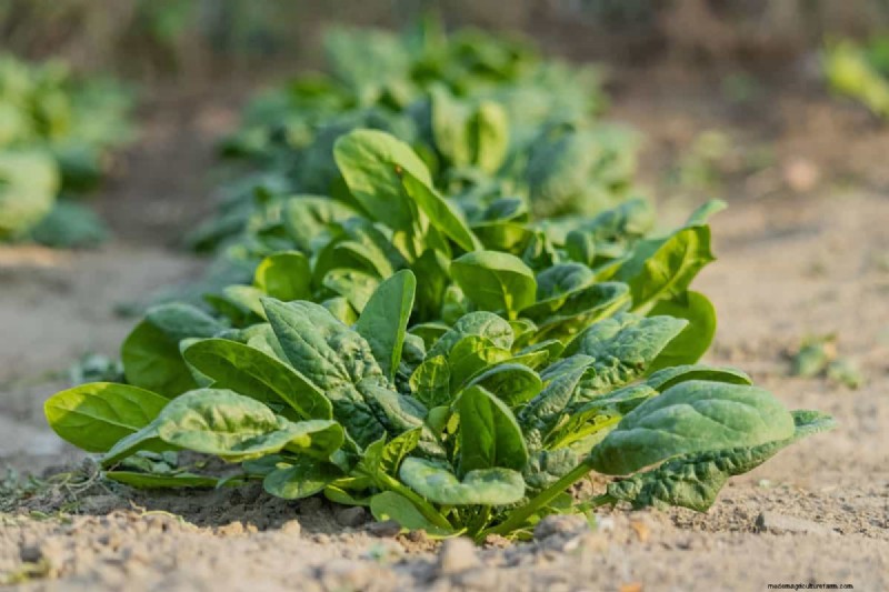 最も早く成長する野菜:早く収穫できるトップ 11 