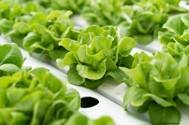 最も早く成長する野菜:早く収穫できるトップ 11 