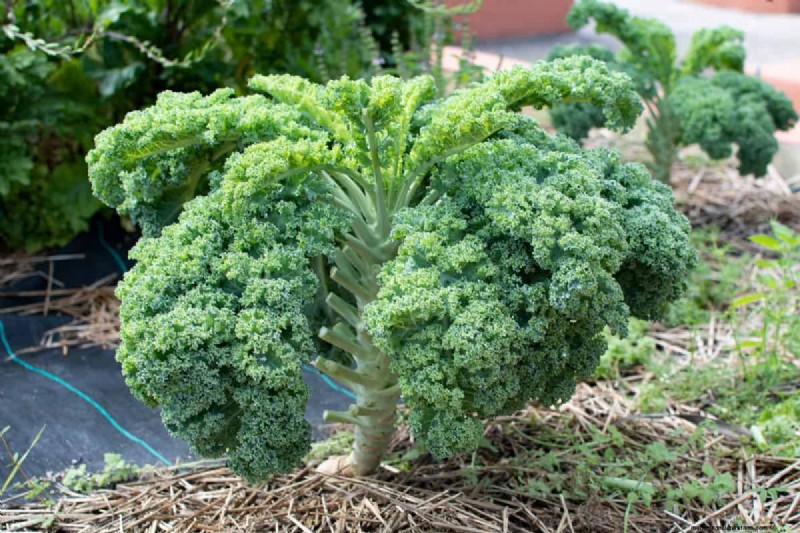 最も早く成長する野菜:早く収穫できるトップ 11 