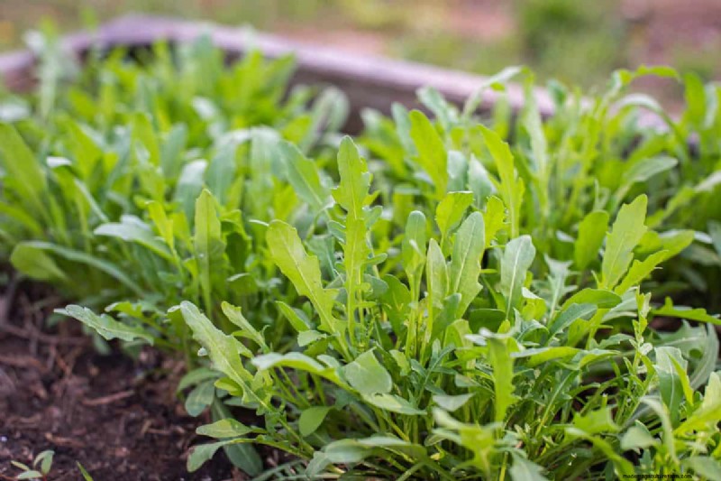 最も早く成長する野菜:早く収穫できるトップ 11 