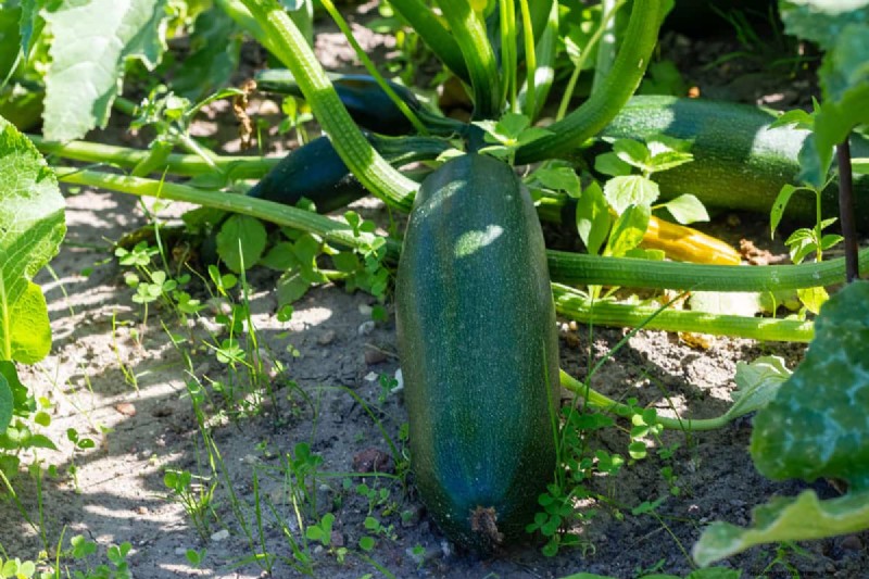 最も早く成長する野菜:早く収穫できるトップ 11 