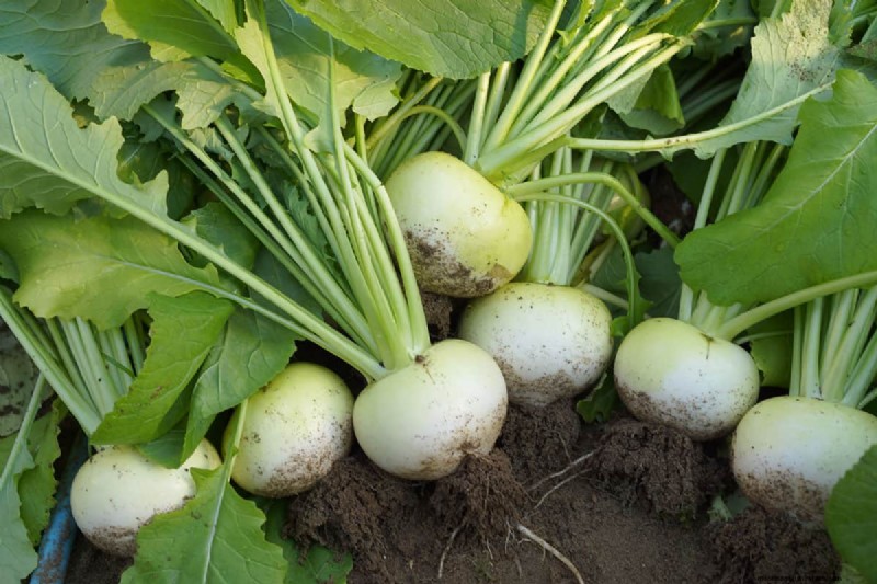 最も早く成長する野菜:早く収穫できるトップ 11 