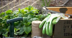 Capire il fertilizzante:una guida per una crescita sana del giardino 