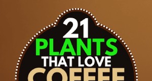Koffiedik voor uw tuin:21 planten die gedijen 