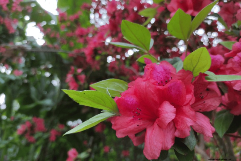 Koffiedik voor uw tuin:21 planten die gedijen 