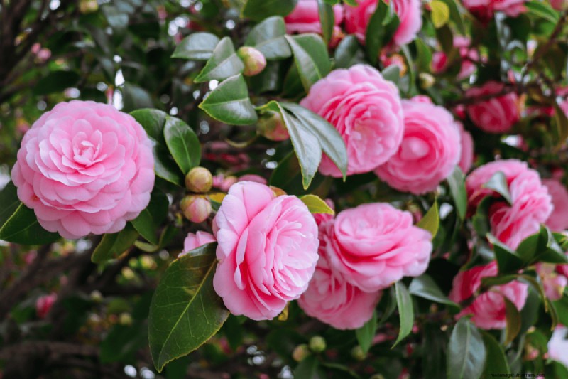 Koffiedik voor uw tuin:21 planten die gedijen 