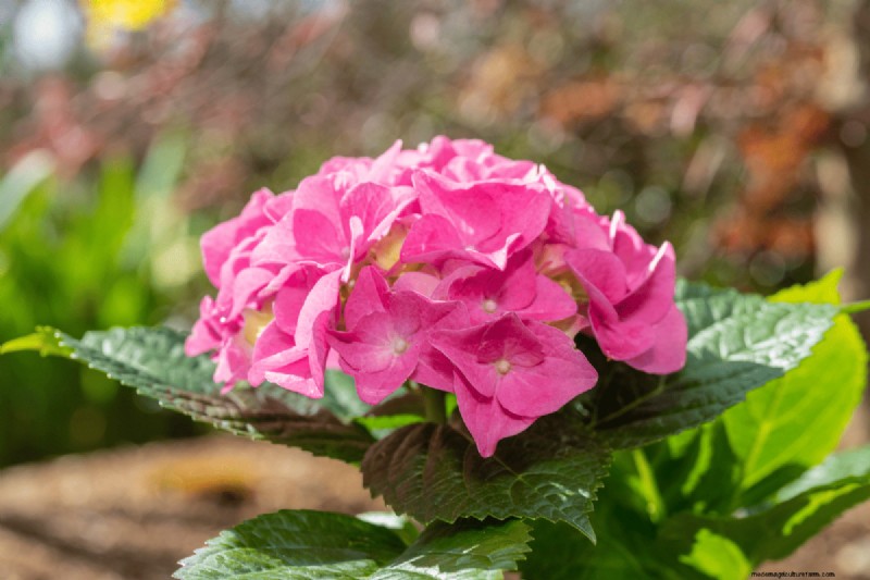 Koffiedik voor uw tuin:21 planten die gedijen 