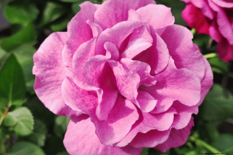 Koffiedik voor uw tuin:21 planten die gedijen 