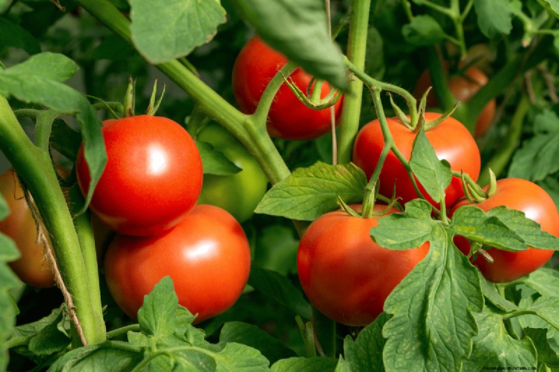 Koffiedik voor uw tuin:21 planten die gedijen 