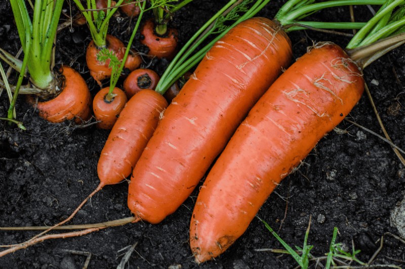 Koffiedik voor uw tuin:21 planten die gedijen 
