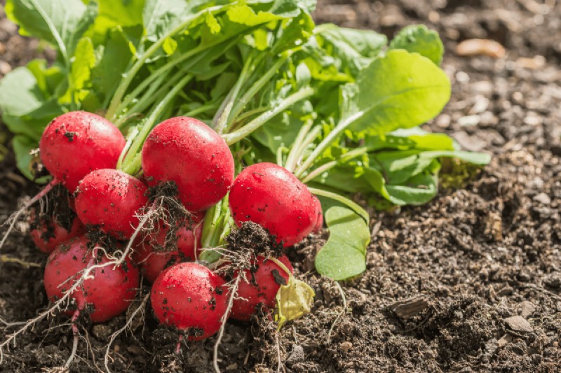 Koffiedik voor uw tuin:21 planten die gedijen 